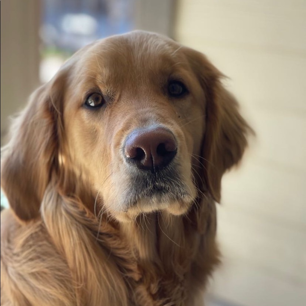 Meet your Posher, Yarrow